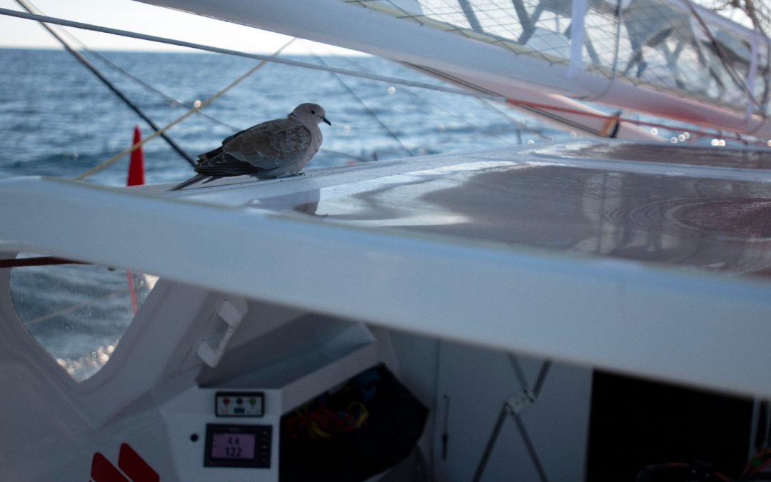 Ça roucoule à bord de l&rsquo;IMOCA MACSF !